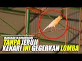 VIRAL !! Lomba Kenari Tanpa Jeruji Gacor Milik Andy Hoo | Indonesian Bird Canary Contest