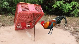 Easy Installing DIY Chicken Trap Using Old Basket  Simple Bird Trap Easily
