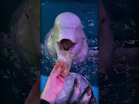 Почему белухи едят лёд? Не только для удовольствия!