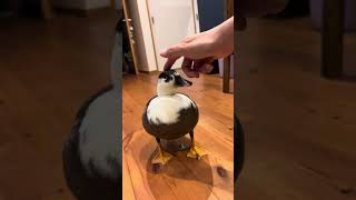 Our Cookie Cream Call Duck Plays With Her Owner.