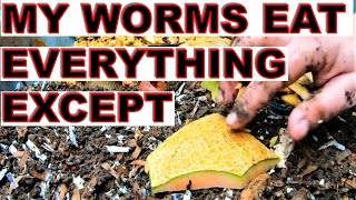 I Feed My Worms Everything Except 1 Thing Never Again ENC Worm Bin