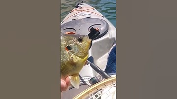 Massive Shellcracker, Red Ear Sunfish