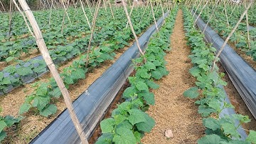 bón phân nuôi dưỡng chèo /dưa leo 22 ngày tuổi#2023 #cucumber 🥒🥒