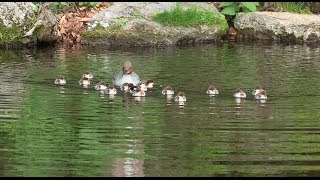 ③カワアイサのひな　豪快に樹洞からダイブ！【巣立ちの瞬間】　The moment of leaving the nest.　Central Asian Common Merganser