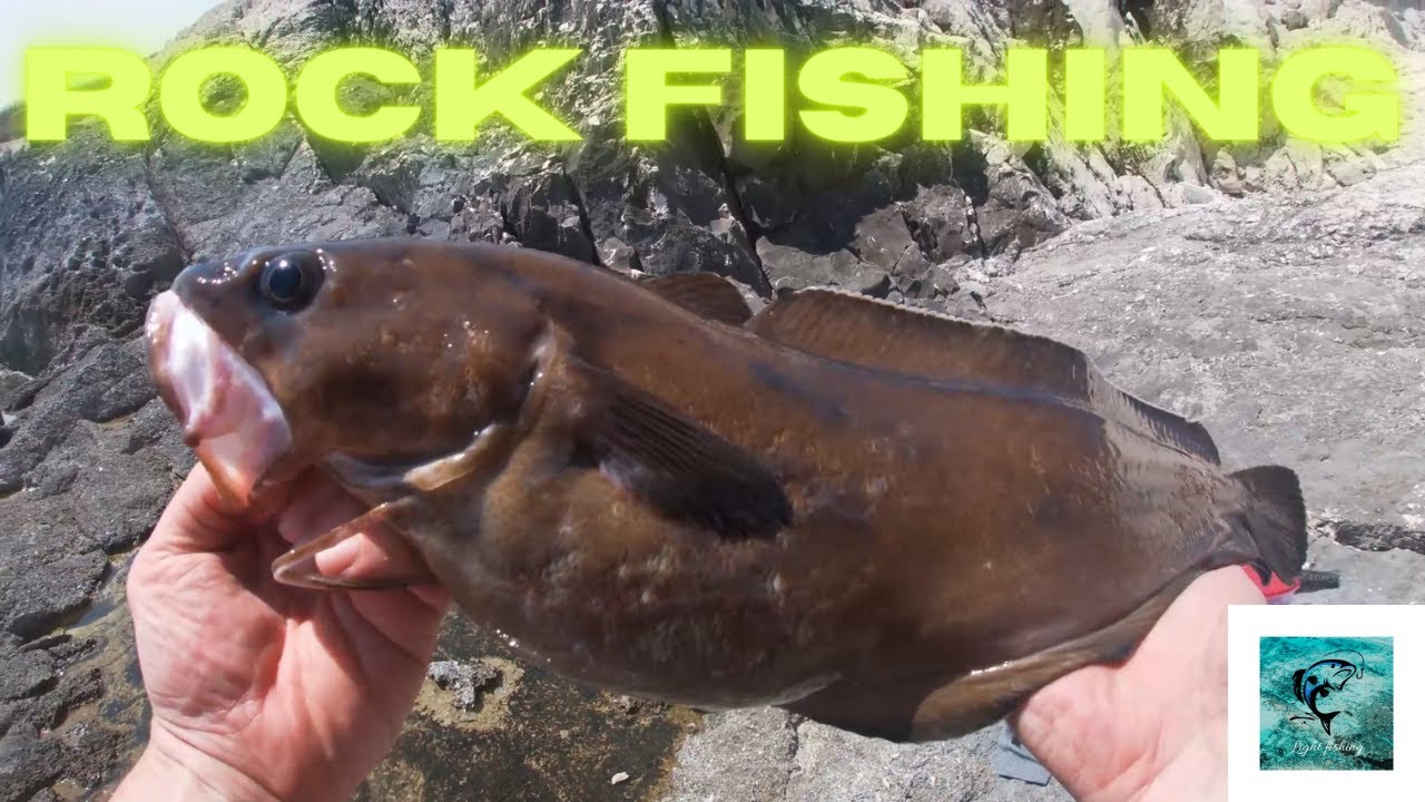 Rock fishing croatia Big Forkbeard (Tabinja) 