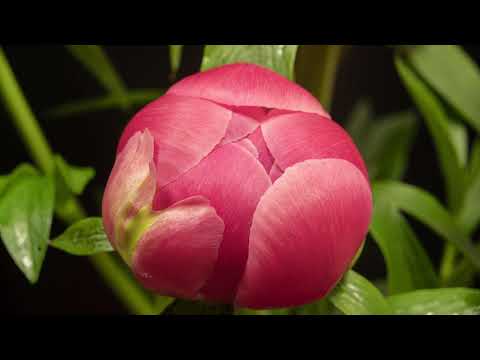 Video: Verbazingwekkend Mooie Soorten Pioenrozen