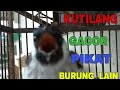 Kutilang Super Gacor Full Isian Ampuh Pikat Kutilang Lain Mp3 - Mp4 Download