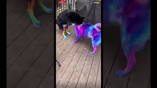 This Person Dyed Their Dogs Colors