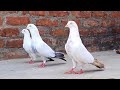 Allahabadi kaldume kabutar shobhit bhai ke  short clip  sartaj pigeons