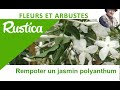 Le jasmin blanc dhiver jasminum polyanthum