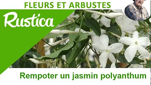 Le jasmin blanc d'hiver (Jasminum polyanthum)
