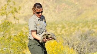 A Desert Tortoise crosses the road