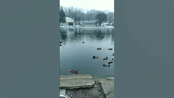2. Почему уточки не мёрзнут в холодной воде?
