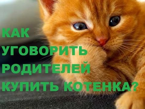 Как попросить родителей купить. Как уговорить родителей купить котенка. Как выпросить кота у родителей. Как попросить у мамы купить котенка. Как уговорить папу купить котенка.