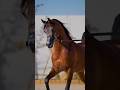 Majestic Arabian Horse Beauty in Motion 🐎✨#shortsfeed #horse #shorts #viralshorts #officalvideo