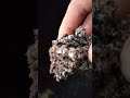 08033193602 How to manage BSF larves , Prepupaes, pupaes mixed together in dry substrate in Nigeria