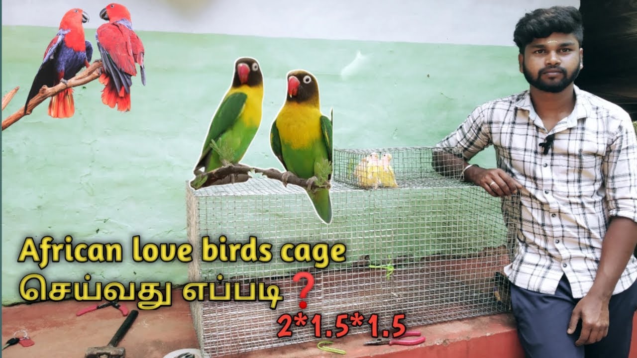 African love birds cage செய்வது எப்படி❓|how to make African love birds cage at home|cage making