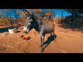 Burro en realidad virtual | VR Experience #56