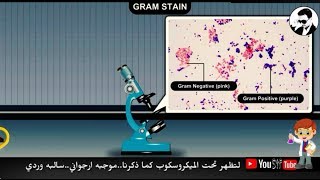أول خطوة للتعرف علي البكتيريا، تعرف علي صبغة غرام Gram stain من أ الي ي.