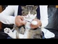 平和過ぎる爪切りとねこ。-Too peaceful cat's nail clippers.-