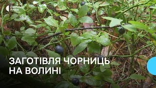 У лісах на Волині триває збір чорниць: як вродила ягода