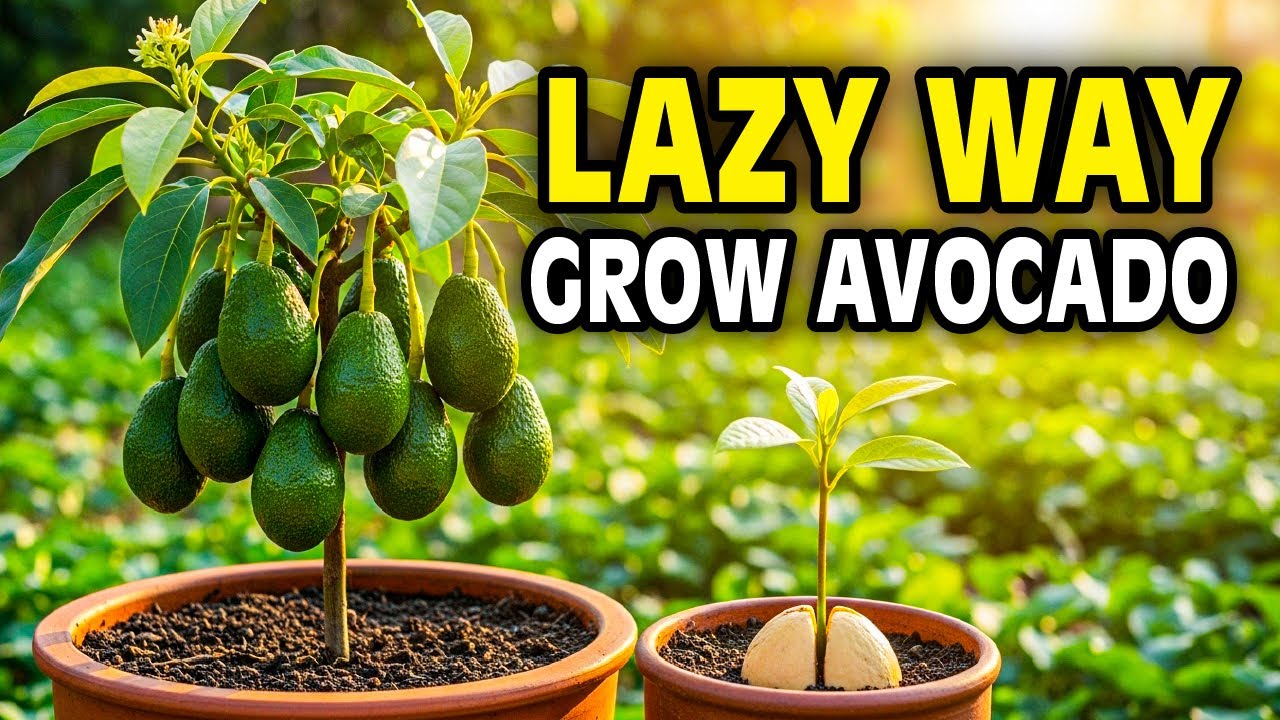 Grow Avocado From Seed - The Lazy Way That Actually Works