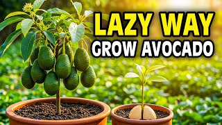 Grow Avocado From Seed - The Lazy Way That Actually Works