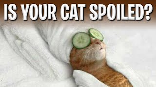 Is Your Cat Spoiled? Cool Cats The D.e.v.