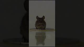 He Climbed Into The Bath, And A Mouse Settled There