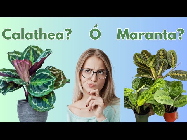 Calatheas y Marantas Son la misma planta? Cual se Adapta Mejor a ti |  Planta de Interior