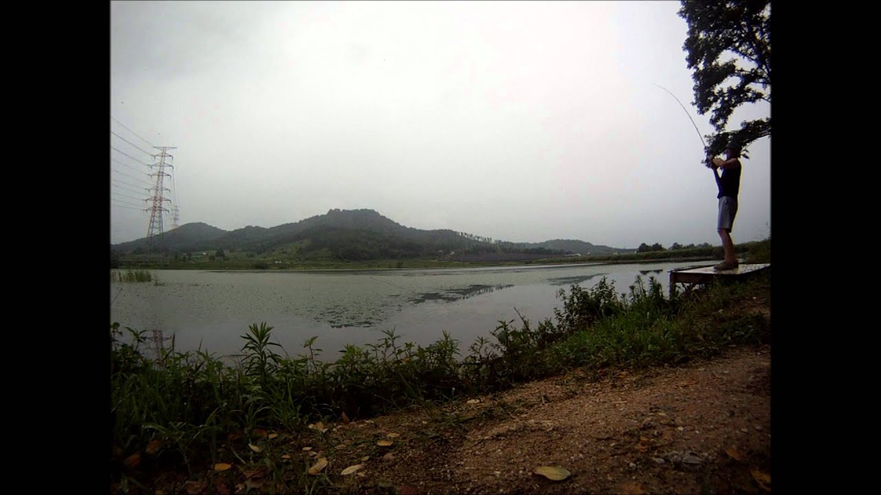 blacksnakehead in asan