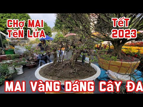 Video Mai Vàng Dáng Cây Đa Độc Lạ - Chợ Mai Tên Lửa 2023 - youtube