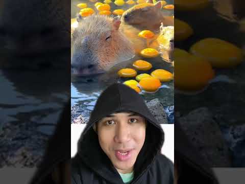 Video: Capybaras: Loài gặm nhấm khổng lồ ở Nam Mỹ và Thú cưng kỳ lạ