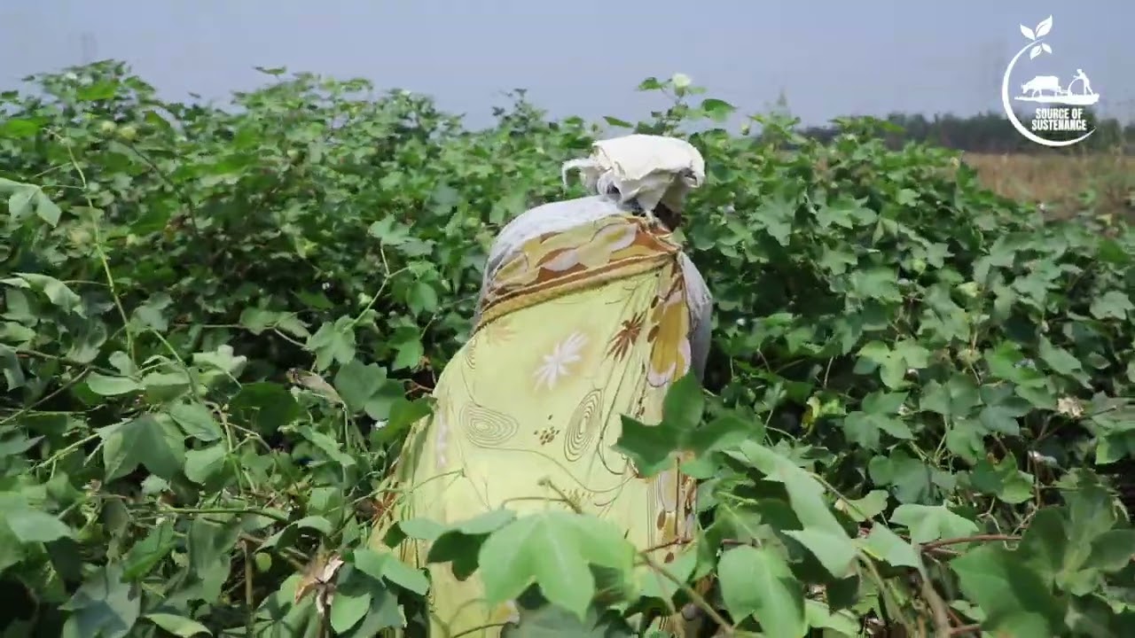 White Gold | COTTON CULTIVATION