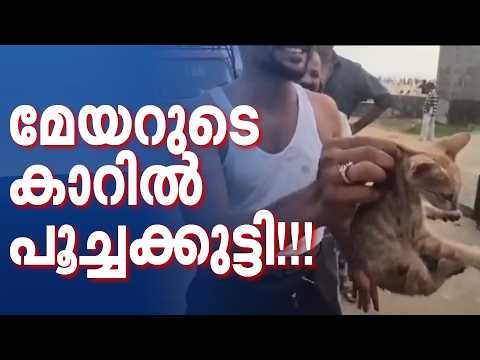 കോഴിക്കോട് മേയര്‍ക്ക് പണികൊടുത്ത് ഒരു പൂച്ചക്കുട്ടി!!! | Kozhikode | Mayor | Kitten