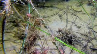 Caprellidae - Skeleton Shrimp (Ghost Shrimp)
