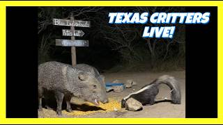 BlueIndigoTrails TEXAS NIGHT CRITTERS - LIVE