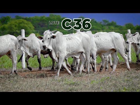 LOTE C36