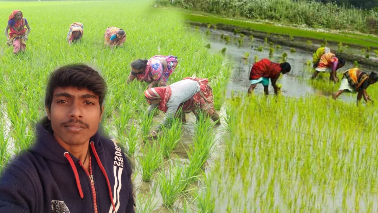 Vlogger Rice আমাদের গ্রামে ধান রোপনের ব্লক ভিডিও || Village Rice Planting Vlog ...