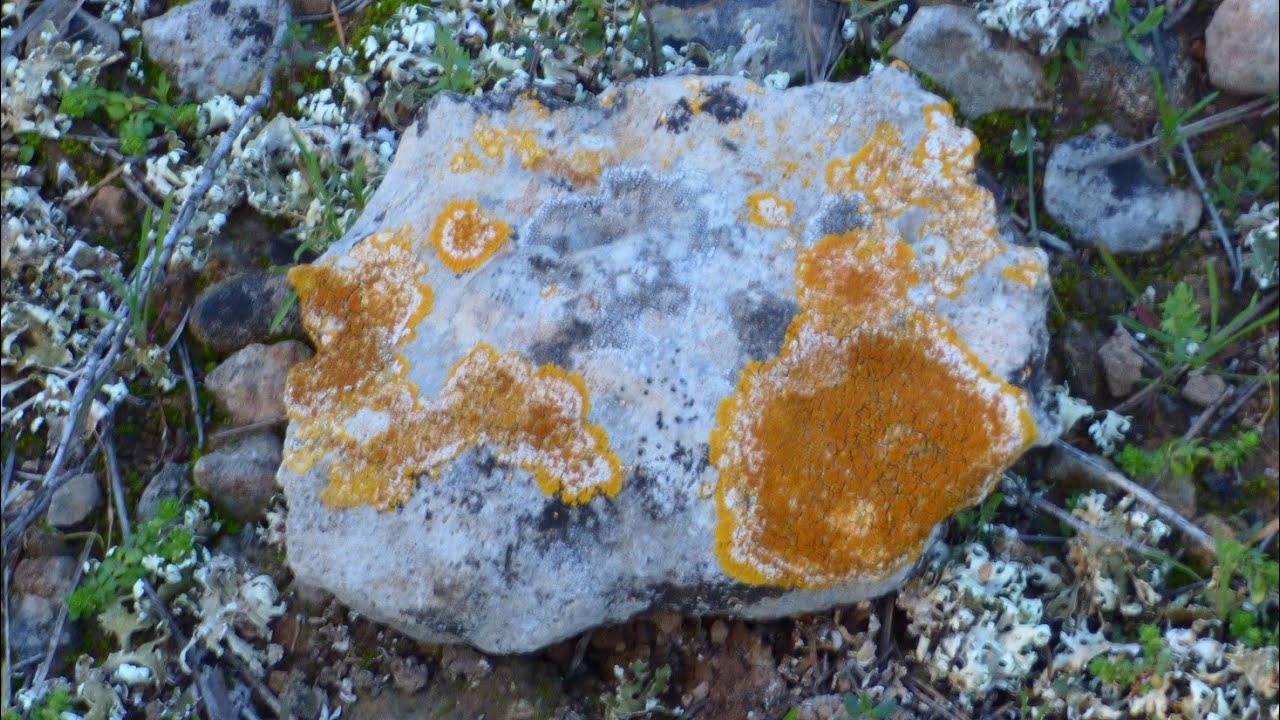PIEDRAS & LÍQUENES  Y VIDA VEGETAL A SU ALREDEDOR.