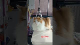 Masanın Üzerindeki Iki Asık Surat