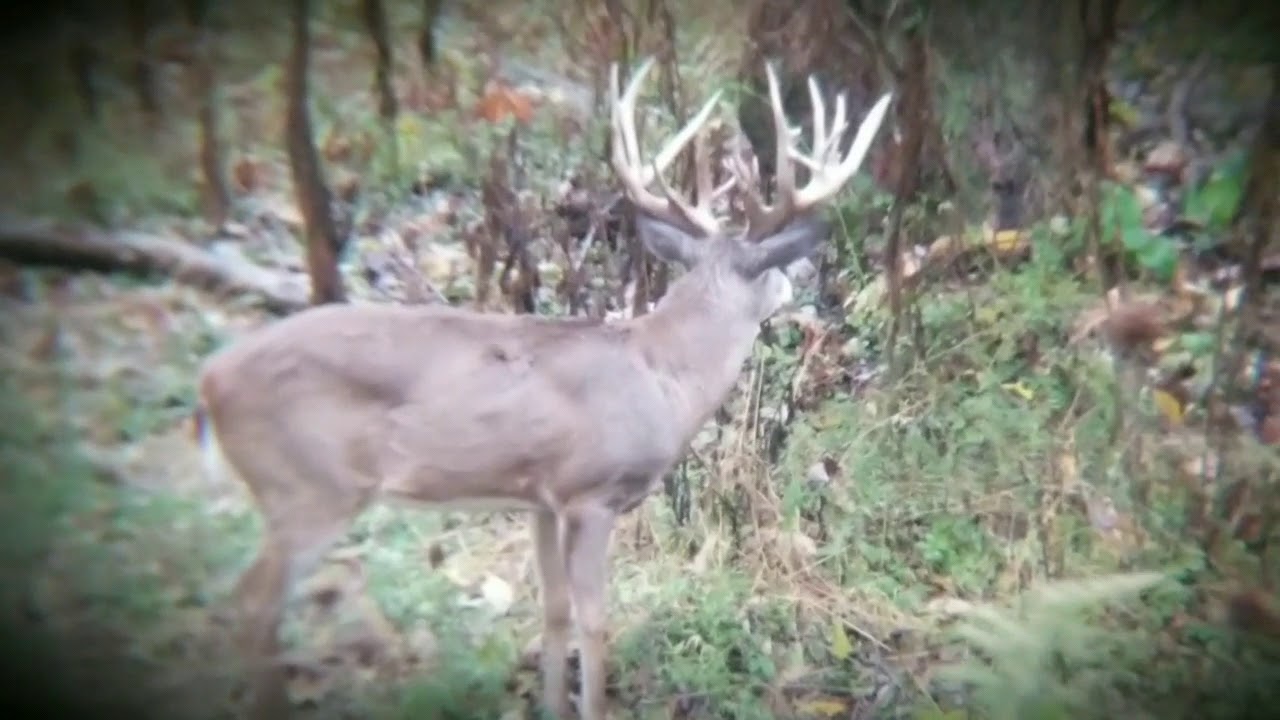 Dominant Buck Outfitters ((Bow Hunt)) YouTube