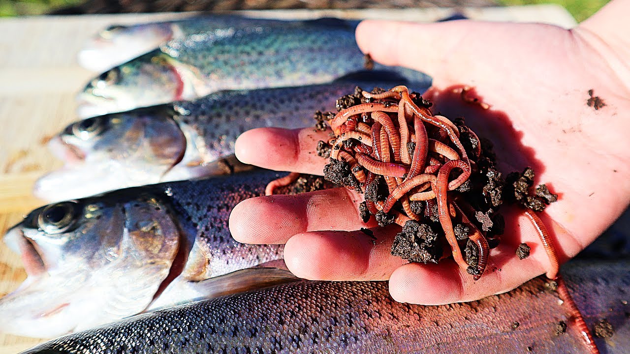 Gamakatsu Trout Worm Hook