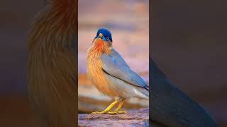 Download Lagu JALAK BRAHMANA, BURUNG INDIA #shorts MP3