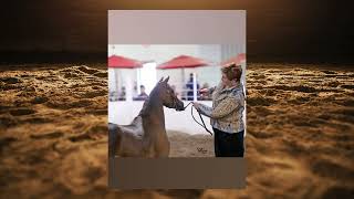JOHN, Cataloged | Kalona Sales Barn 6/1/26