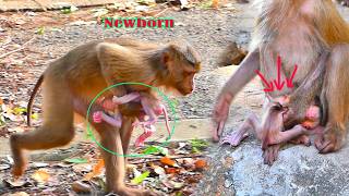 New young Monkey mom is holding newborn baby with no skill