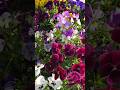 Pansy🌼📸#love #reels #flowers #flower #flowerstagram #trending #viral #instagram #video #shorts #song