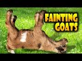 Top 40 fainting goats very funny compilation  goats faintings