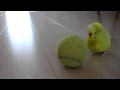 Parrot balancing on a tennis ball