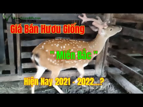 Video Hươu giống miền bắc , giá bán hươu sao giống hiện nay... - youtube